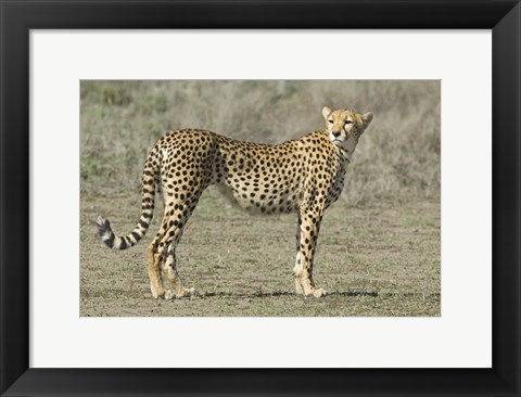 Framed Side profile of a cheetah, Ngorongoro Conservation Area, Arusha Region, Tanzania (Acinonyx jubatus) Print