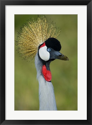 Framed Close-up of a Grey Crowned crane, Ngorongoro Conservation Area, Arusha Region, Tanzania (Balearica regulorum) Print