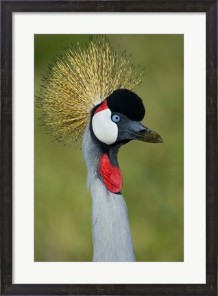 Framed Close-up of a Grey Crowned crane, Ngorongoro Conservation Area, Arusha Region, Tanzania (Balearica regulorum) Print
