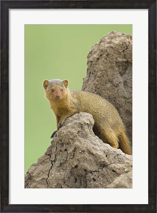 Framed Side profile of a Dwarf mongoose, Tarangire National Park, Arusha Region, Tanzania (Helogale parvula) Print