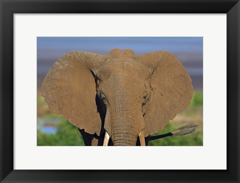 Framed Close-up of an African elephant, Lake Manyara, Arusha Region, Tanzania (Loxodonta Africana) Print