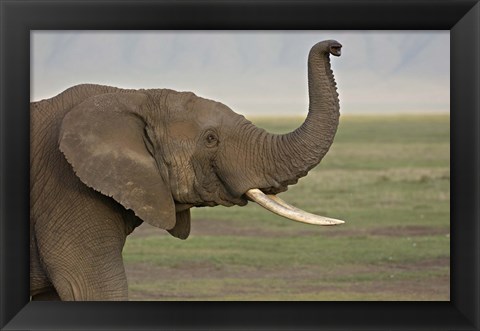 Framed Close-up of an African elephant, Ngorongoro Crater, Arusha Region, Tanzania (Loxodonta Africana) Print