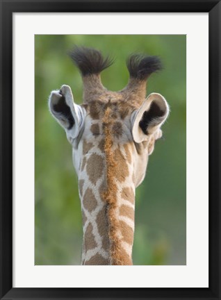 Framed Close-up of a Masai giraffe, Lake Manyara, Arusha Region, Tanzania (Giraffa camelopardalis tippelskirchi) Print