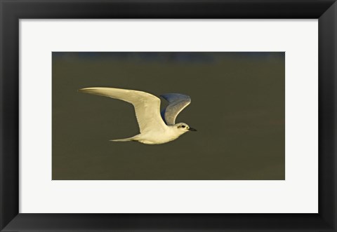 Framed Close-up of a Gull-billed tern, Ngorongoro Crater, Arusha Region, Tanzania (Sterna nilotica) Print