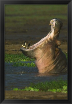 Framed Hippopotamus Yawning, Lake Manyara, Arusha Region, Tanzania Print