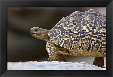 Framed Close-up of a Leopard tortoise, Tarangire National Park, Arusha Region, Tanzania (Geochelone pardalis) Print