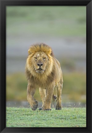 Framed Portrait of a Lion walking in a field, Ngorongoro Conservation Area, Arusha Region, Tanzania (Panthera leo) Print