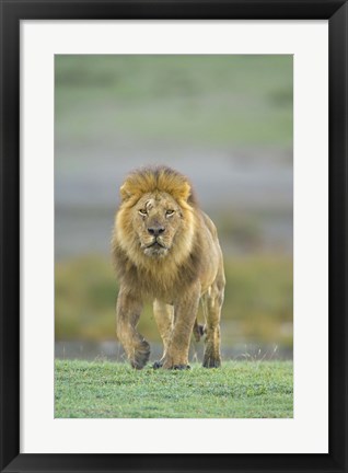 Framed Portrait of a Lion walking in a field, Ngorongoro Conservation Area, Arusha Region, Tanzania (Panthera leo) Print