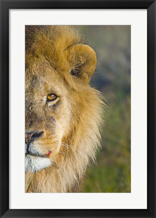 Framed Close-up of a lion, Ngorongoro Conservation Area, Arusha Region, Tanzania (Panthera leo) Print