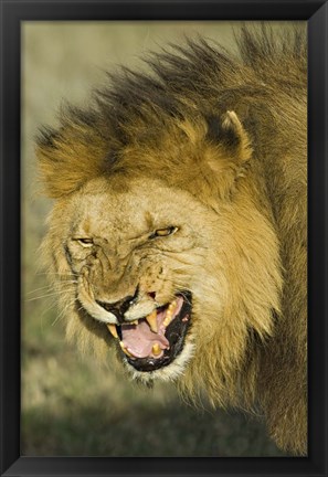 Framed Close-up of a lion snarling, Ngorongoro Conservation Area, Arusha Region, Tanzania (Panthera leo) Print