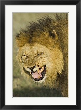 Framed Close-up of a lion snarling, Ngorongoro Conservation Area, Arusha Region, Tanzania (Panthera leo) Print