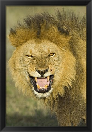 Framed Close-up of a lion roaring, Ngorongoro Conservation Area, Arusha Region, Tanzania (Panthera leo) Print