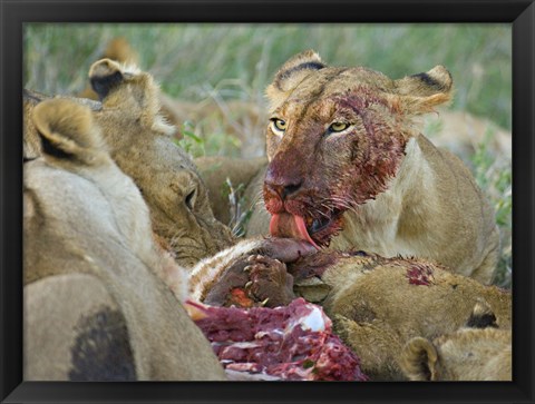 Framed Four lioness eating a kill, Ngorongoro Conservation Area, Arusha Region, Tanzania (Panthera leo) Print