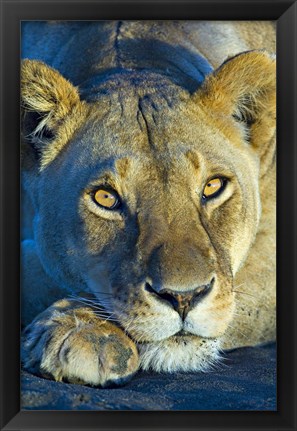 Framed Close-up of a lioness, Ngorongoro Conservation Area, Arusha Region, Tanzania (Panthera leo) Print