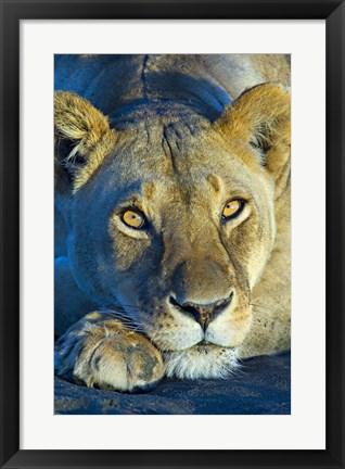 Framed Close-up of a lioness, Ngorongoro Conservation Area, Arusha Region, Tanzania (Panthera leo) Print