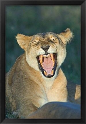 Framed Close-up of a lioness roaring, Ngorongoro Conservation Area, Arusha Region, Tanzania (Panthera leo) Print