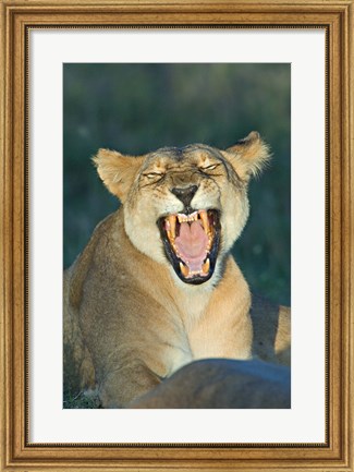 Framed Close-up of a lioness roaring, Ngorongoro Conservation Area, Arusha Region, Tanzania (Panthera leo) Print