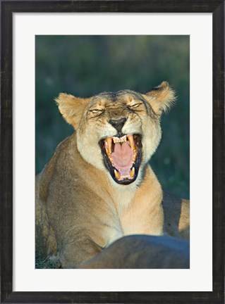 Framed Close-up of a lioness roaring, Ngorongoro Conservation Area, Arusha Region, Tanzania (Panthera leo) Print