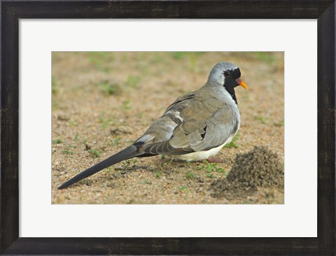 Framed Close-up of a Namaqua dove, Tarangire National Park, Arusha Region, Tanzania (Oena capensis) Print