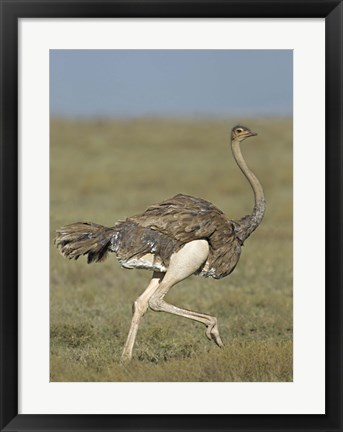 Framed Side profile of an Ostrich running in a field, Ngorongoro Conservation Area, Arusha Region, Tanzania (Struthio camelus) Print