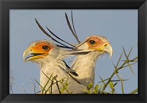 Framed Close-up of two Secretary birds, Ngorongoro Conservation Area, Arusha Region, Tanzania (Sagittarius serpentarius) Print