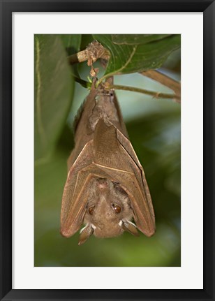 Framed Close-up of a bat hanging from a branch, Lake Manyara, Arusha Region, Tanzania Print