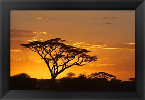 Framed Silhouette of Trees in a field, Ngorongoro Conservation Area, Arusha Region, Tanzania Print