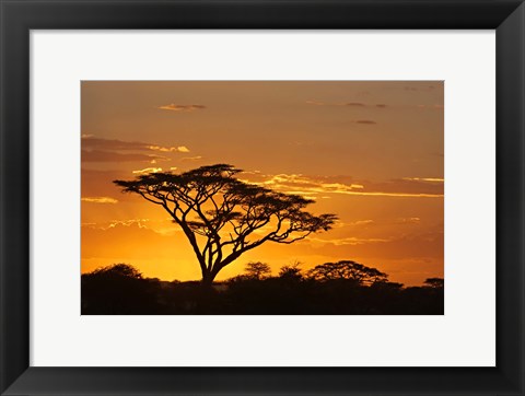 Framed Silhouette of Trees in a field, Ngorongoro Conservation Area, Arusha Region, Tanzania Print