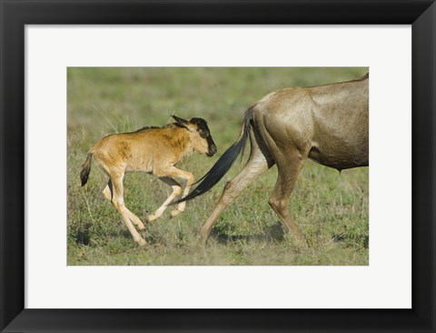 Framed Side profile of a wildebeest and its calf running in a field, Ngorongoro Conservation Area, Arusha Region, Tanzania Print