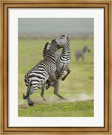 Framed Two zebras fighting in a field, Ngorongoro Conservation Area, Arusha Region, Tanzania (Equus burchelli chapmani) Print