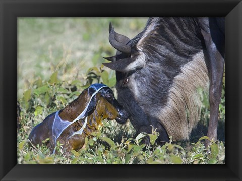 Framed Wildebeest with its newborn calf lying on a field, Ngorongoro Conservation Area, Arusha Region, Tanzania Print