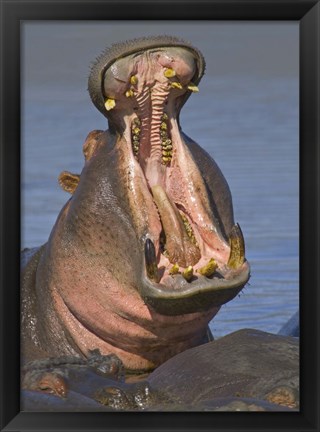 Framed Close-up of a Hippopotamus, Lake Manyara, Arusha Region, Tanzania Print