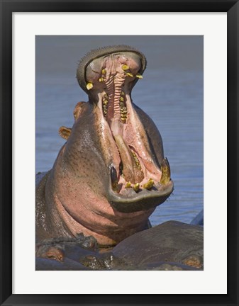 Framed Close-up of a Hippopotamus, Lake Manyara, Arusha Region, Tanzania Print