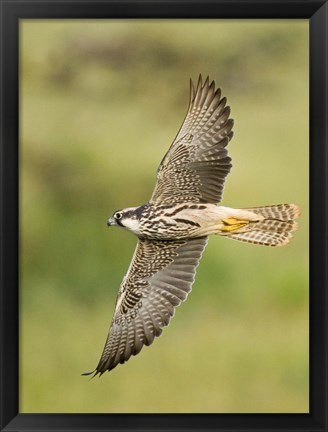 Framed Close-up of a Lanner falcon flying, Lake Manyara, Arusha Region, Tanzania (Falco biarmicus) Print