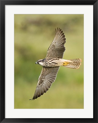 Framed Close-up of a Lanner falcon flying, Lake Manyara, Arusha Region, Tanzania (Falco biarmicus) Print