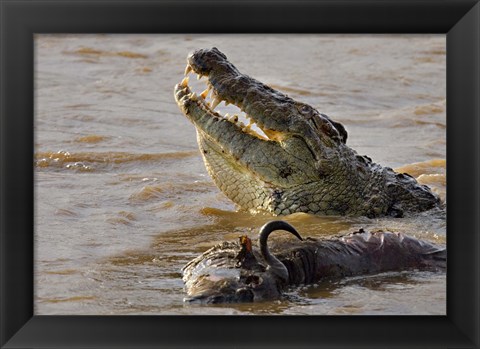 Framed Nile crocodile with a dead wildebeest in a river, Masai Mara National Reserve, Kenya (Crocodylus niloticus) Print