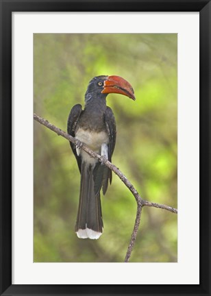 Framed Crowned Hornbill perching on a branch, Lake Manyara, Arusha Region, Tanzania (Tockus alboterminatus) Print