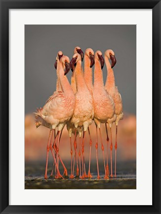 Framed Flock of eight flamingos wading in water, Lake Nakuru, Kenya Print