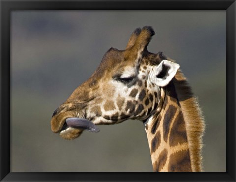 Framed Close-up of a Rothschild&#39;s giraffe, Lake Nakuru, Kenya (Giraffa camelopardalis rothschildi) Print