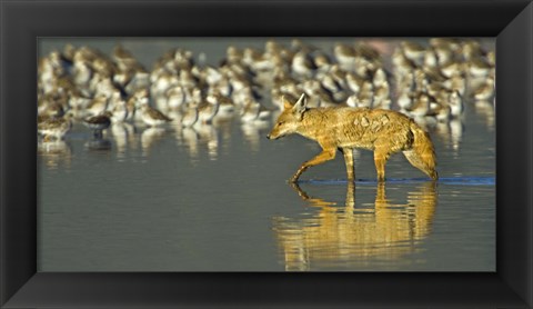 Framed Side profile of a Golden jackal wading in water, Ngorongoro Conservation Area, Arusha Region, Tanzania (Canis aureus) Print