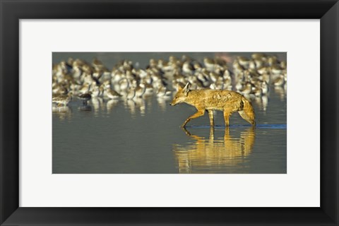 Framed Side profile of a Golden jackal wading in water, Ngorongoro Conservation Area, Arusha Region, Tanzania (Canis aureus) Print