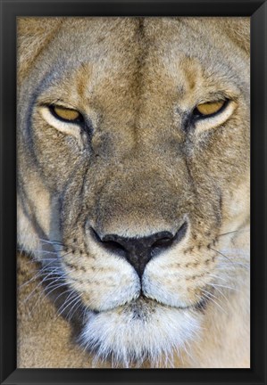 Framed Close-up of a lioness, Masai Mara National Reserve, Kenya (Panthera leo) Print