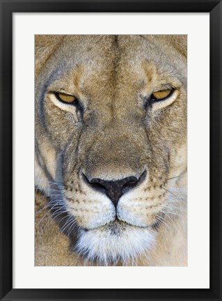 Framed Close-up of a lioness, Masai Mara National Reserve, Kenya (Panthera leo) Print