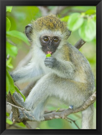 Framed Vervet monkey sitting on a branch, Tarangire National Park, Arusha Region, Tanzania (Chlorocebus pygerythrus) Print