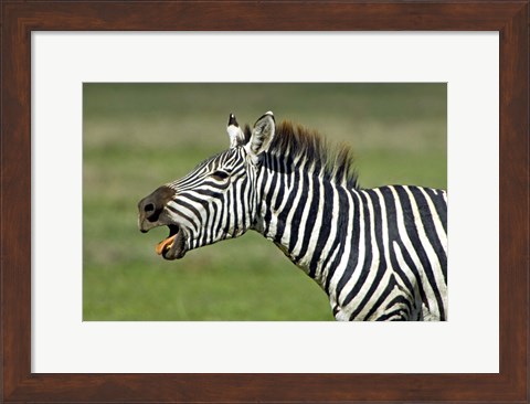 Framed Side profile of a zebra braying, Ngorongoro Conservation Area, Arusha Region, Tanzania (Equus burchelli chapmani) Print