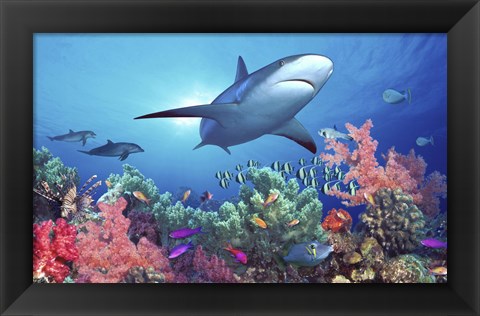 Framed Low angle view of a shark swimming underwater, Indo-Pacific Ocean Print