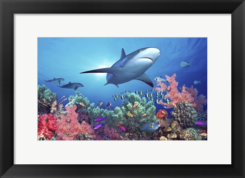 Framed Low angle view of a shark swimming underwater, Indo-Pacific Ocean Print