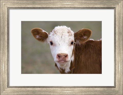 Framed Calf Portrait Print