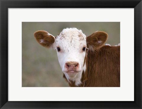 Framed Calf Portrait Print