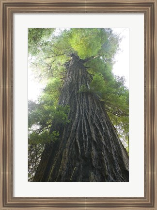 Framed Low-Angle View Of Redwood Tree Print
